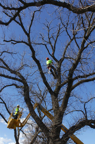 Tree Pruning Services Melbourne